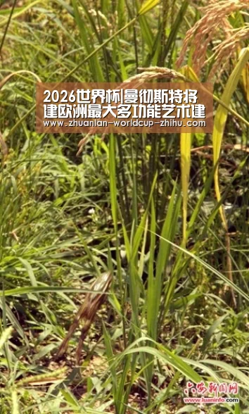 2026世界杯官网